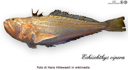 tracina-vipera-echiichthys-vipera